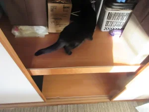 押し入れ上段にクッションフロアを敷いた様子